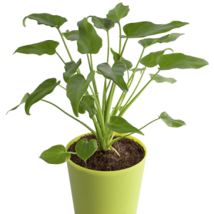Buy Plants Online in Kerala