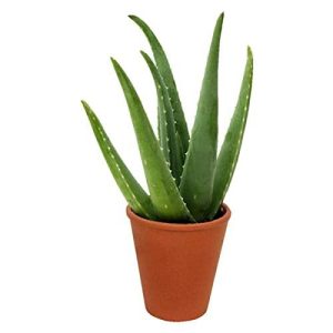 Buy Plants Online in Kerala