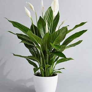 But Peace Lily Plant Online